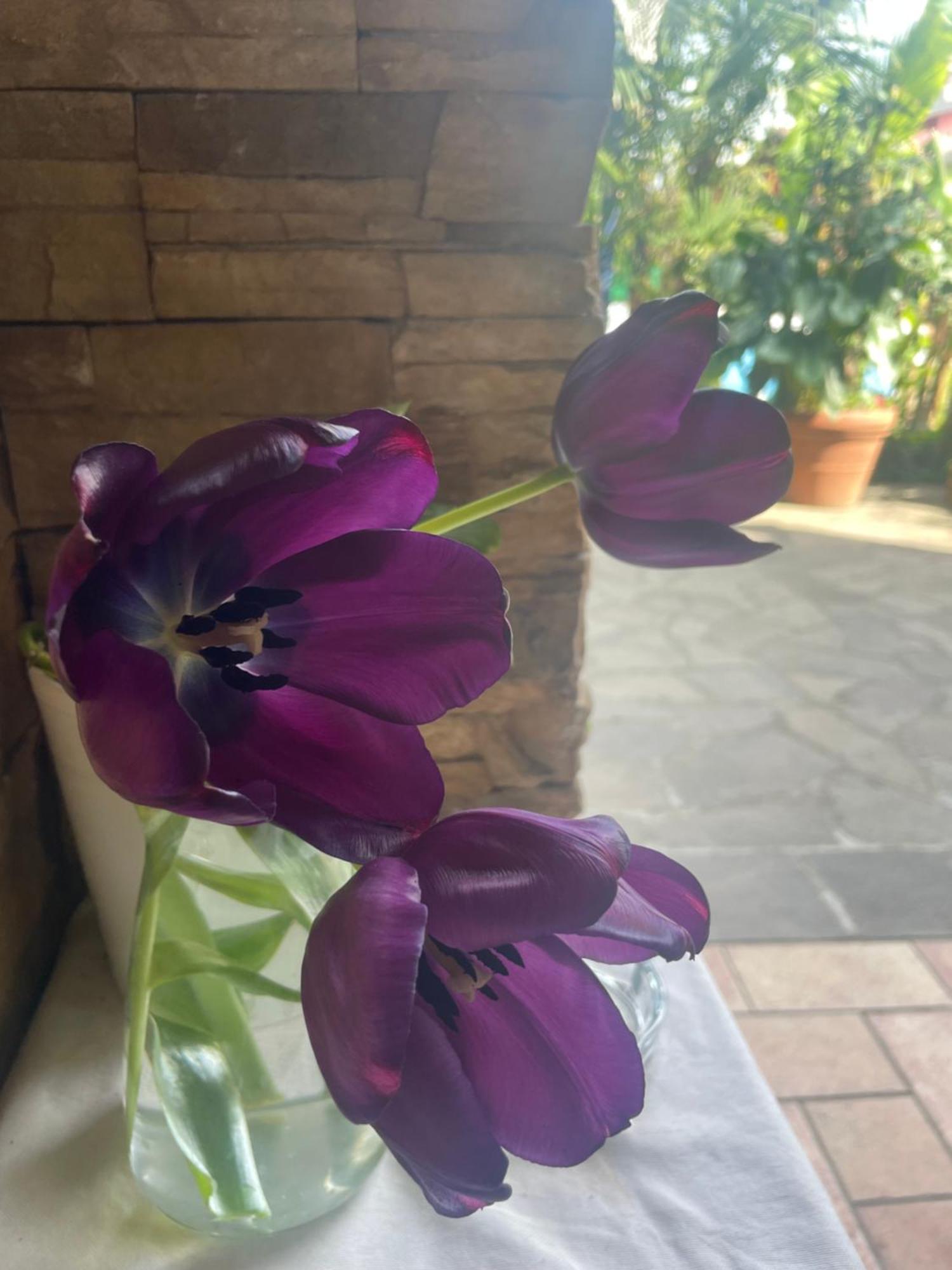 Il Giardino Di Emilia - Intero Appartamento In Villa Con Giardino Privato E Piscina Estiva Pontirolo Nuovo 외부 사진