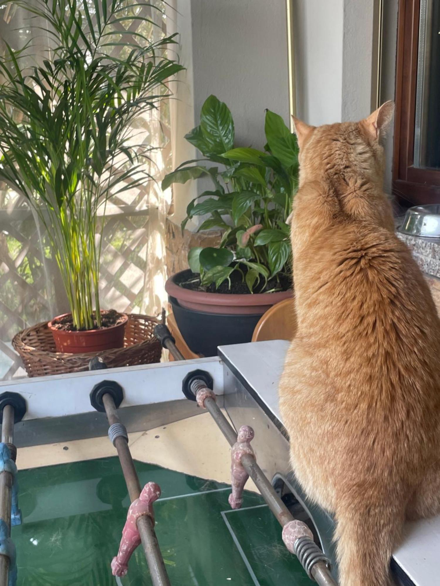 Il Giardino Di Emilia - Intero Appartamento In Villa Con Giardino Privato E Piscina Estiva Pontirolo Nuovo 외부 사진