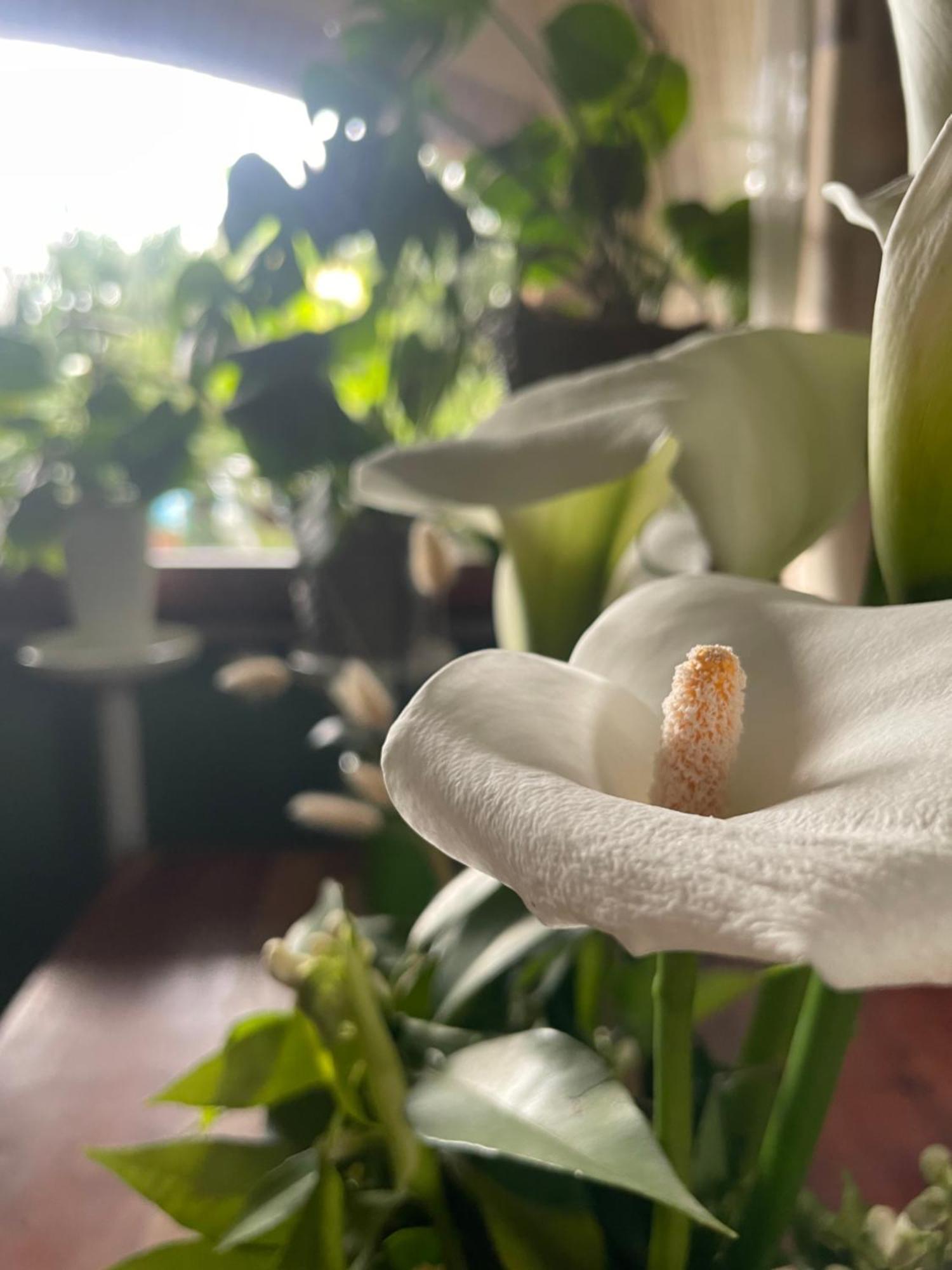 Il Giardino Di Emilia - Intero Appartamento In Villa Con Giardino Privato E Piscina Estiva Pontirolo Nuovo 외부 사진
